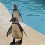 antibes-marineland