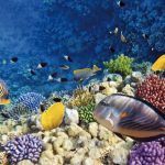 espagne-barcelone-aquarium