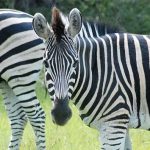 la-cadiere-zoo-barben