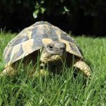 perpignan-vallee-tortues