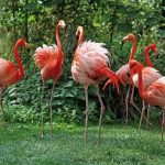 toulon-zoo