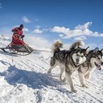 la-bresse-chiens-traineaux
