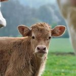vaches et veau