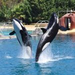 theoule-marineland