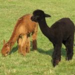 jeunes lamas