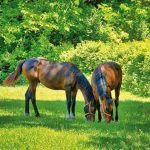 ferme-equitation