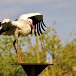 luttenbach-cigogne