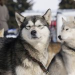 aillon-chiens-traineau