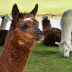gerarmer-lama