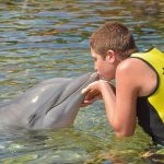dauphins