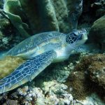 guadeloupe-reserve-coustaud