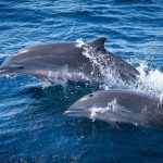 martinique-dauphins