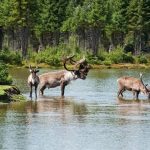 gerardmer-ferme-rennes