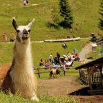 karellis-lamas