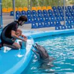 dauphins et leur soigneur