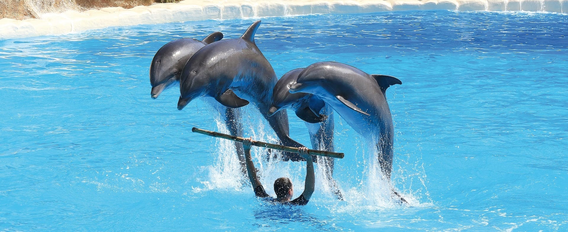 3 dauphins sautant par-dessus un plongeur