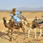 chameaux dans desert
