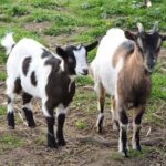 chèvre et chevreau