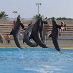 spectacle dauphins