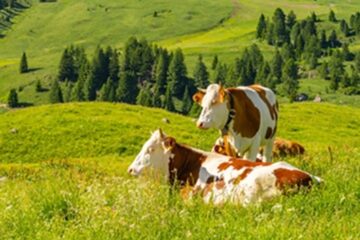 Vaches dans prairie alpine