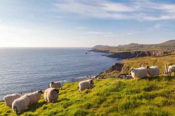 moutons irlandais