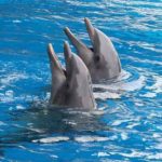 dauphins marineland