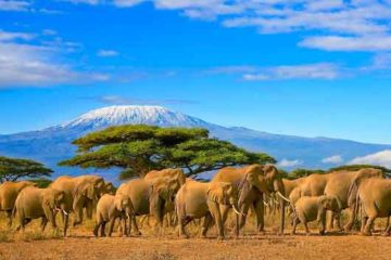 Kilimanjaro et troupeau d'éléphants
