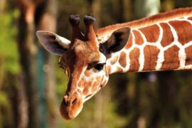 zoo girafe