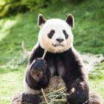 panda zoo beauval