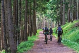 Groupe de cyclistes dans une forêt