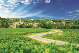 Paysage de vignobles en Alsace