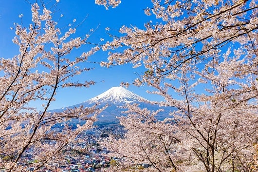 Mont Fuji derrière cerisiers en fleurs