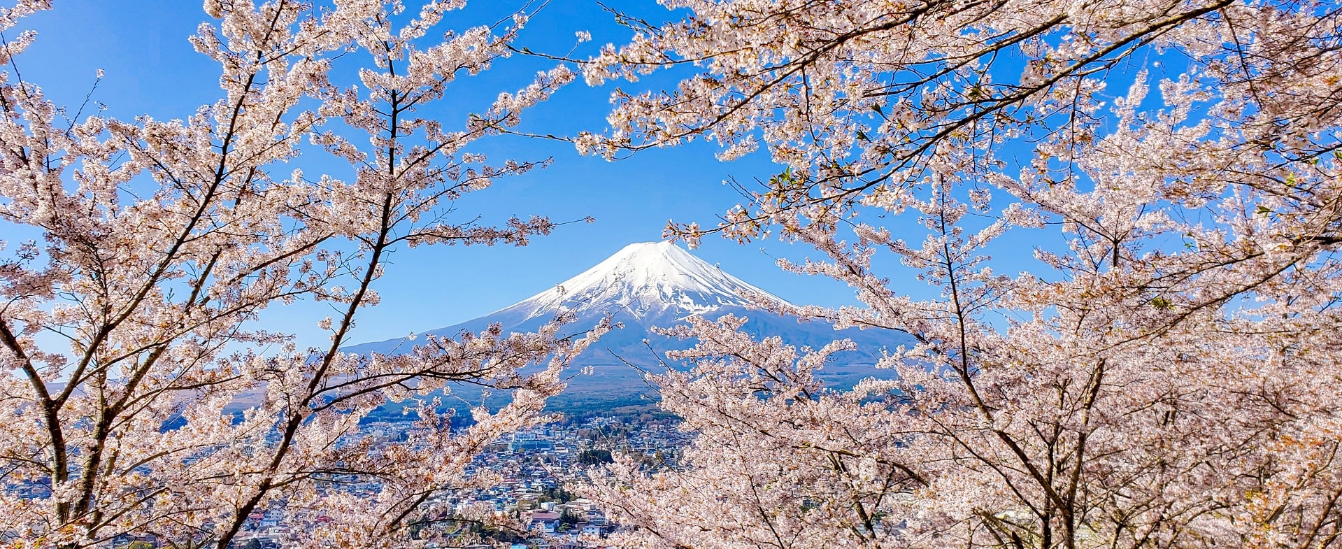 Vue du Mont Fuji avec cerisiers en fleurs au premier plan