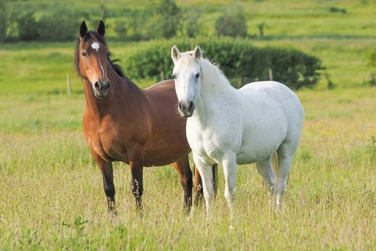 deux chevaux dans une prairie