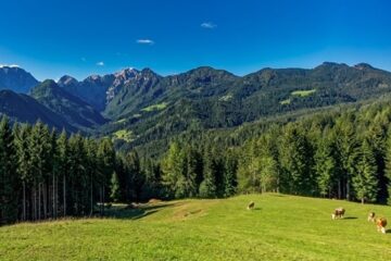 Vaches dans une prairie au pied de sommets alpins