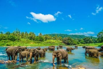 troupeau d'elephants dans une riviere au Sri Lanka