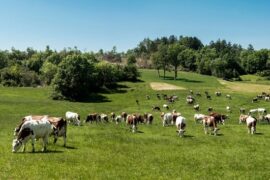 Pâturages dans le Jura