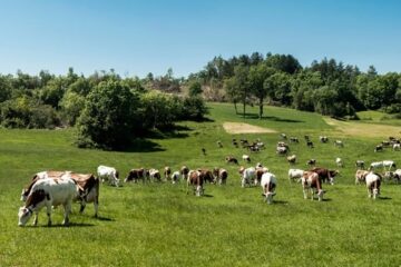 Pâturages dans le Jura