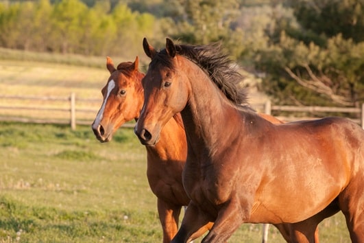 Thèmes et découvertes