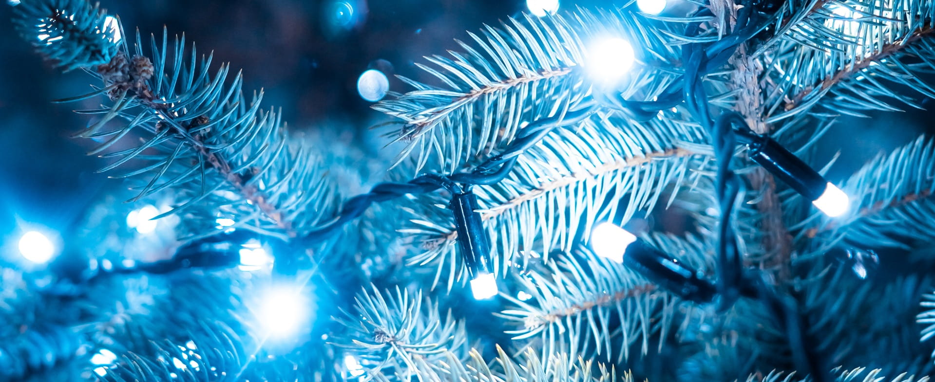 branche de sapin avec guirlande lumineuse