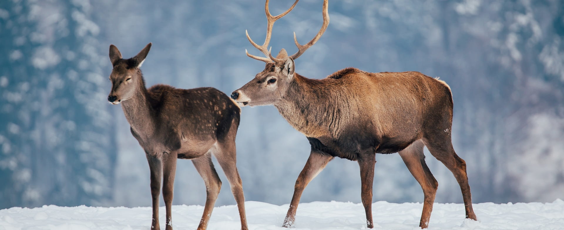 cerf et faon dans la neige